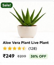 Home Aloe Vera Plant Live Plant