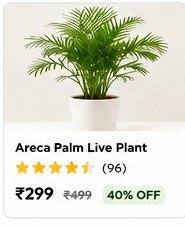 Home Areca Palm Live Plant