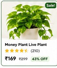 Home Money Plant Live Plant