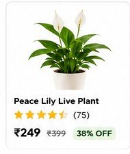 Home Peace Lily Live Plant
