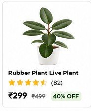 Home Rubber Plant Live Plant