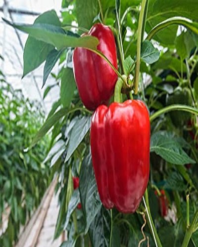 Capsicum Annum | Ornamental Chilli Plant | Simla Mirch Red
