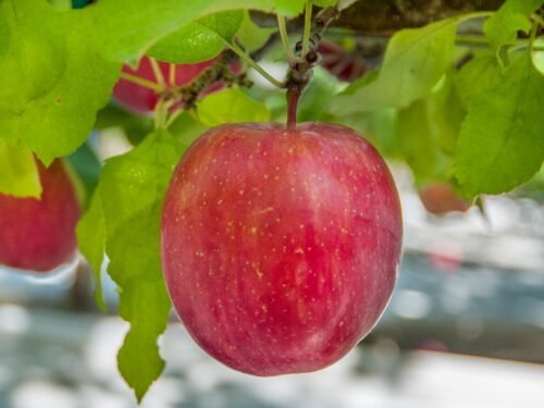 SelfLine | Apple Seeds Plant For Gardening Fruit Seeds Plant - Image 4