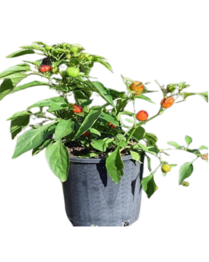Capsicum Annum | Ornamental Chilli Plant | Simla Mirch Red