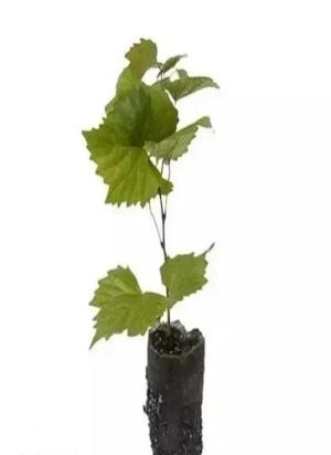 SelfLine: Green Long Grape | Angoor Sweet Fruit Plant - Delicious Treat from Your Garden