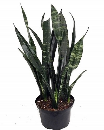 SelfLine: Black Snake Plant - Best Decorative Indoor House Live Plant