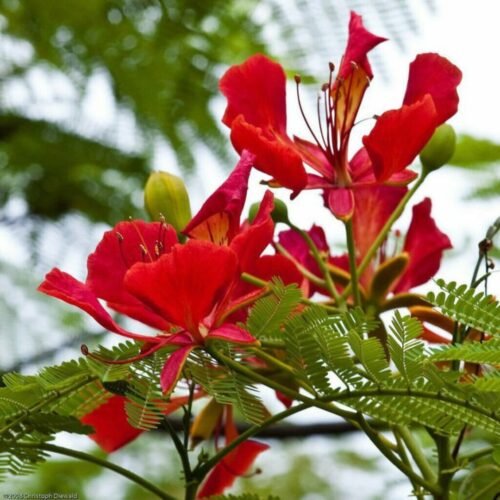 SelfLine: Gulmohar Orange-Red Petals Street Tree Garden Plant - Adding Vibrancy to Urban Landscapes - Image 3