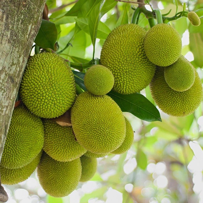 SelfLine: Katahal Very Sweet Taste | Jackfruit Live Plant - Tropical Delight for Your Garden