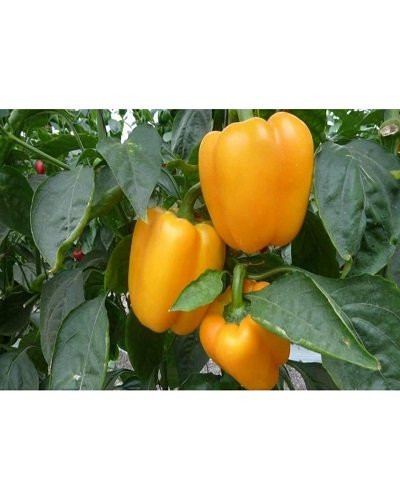 Capsicum Annum | Ornamental Chilli Plant | Simla Mirch Yellow