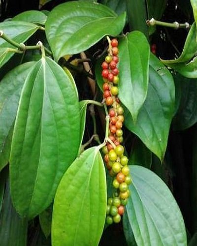 SelfLine: Black Pepper | Kali Mirch - Home Garden Live Plant for Culinary Delights