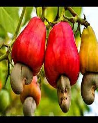 Cashew kaju | Tree live plant dwarf Kaju Live Plant