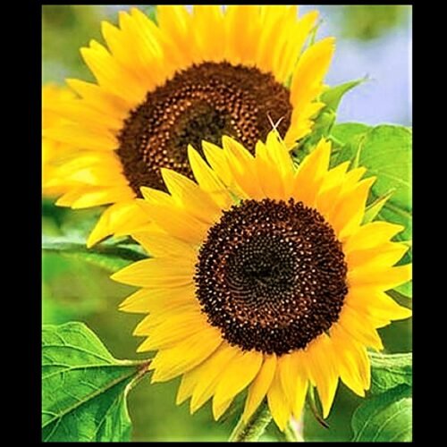 SelfLine | Premium Sunflower Seeds | Surajmukhi Ke Beej-Grow Vibrant Sunflowers at Home - Image 3