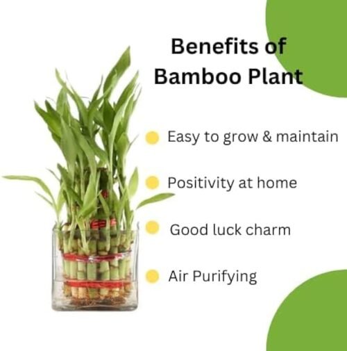 SelfLine: Bamboo Plant | Bambusoideae - Elegant and Natural Indoor Greenery - Image 3