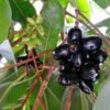 SelfLine | Black Plum | Jamun Fruit Seeds - Image 2