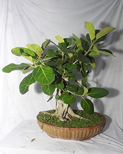 SelfLine: Banyan | Bargad Plant Healthy Live Plant in Poly Bag - Embracing Nature's Majesty