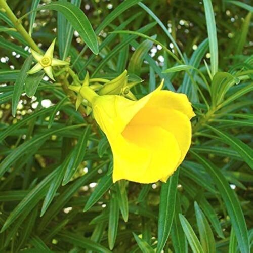 SelfLine Presents: Premium Kaner Seeds - Grow Stunning Yellow Flowers - Image 2