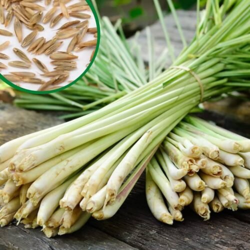 SelfLine Presents: Premium Lemon Grass Herb Seeds for Your Garden - Image 2