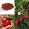 SelfLine | Strawberry Fruit Plant Seeds
