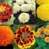 SelfLine's Genda Hybrid Flower Seeds: Blossom Your Summer Garden - Image 3