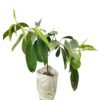 SelfLine: Black Jamun | Kala Jamun Sweet Fruit Plant - Nature's Delectable Bounty