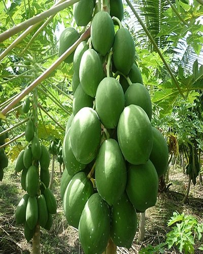 SelfLine | Papaya | Papita Hybrid Live Fruit Plant - Fresh & Flavorful Harvests