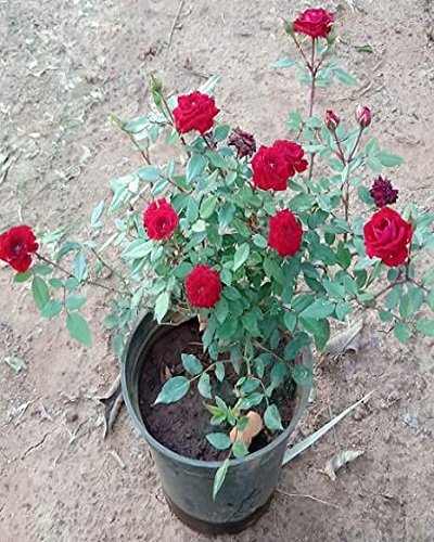 SelfLine | Rose Red Flower Live Plant | Gulab Plant