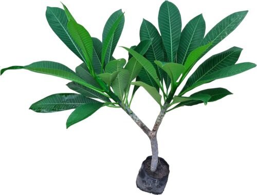 SelfLine Naag Champa (Champa) Live Plant: Add Tropical Elegance to Your Home - Image 2