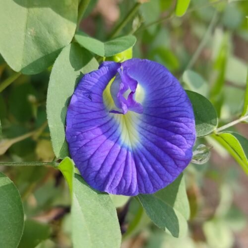 SelfLine: Aparajita Blue | Butterfly Pea Flowering Live Plant - Image 2
