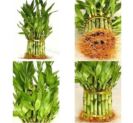 SelfLine: Bamboo Plant | Bambusoideae - Elegant and Natural Indoor Greenery