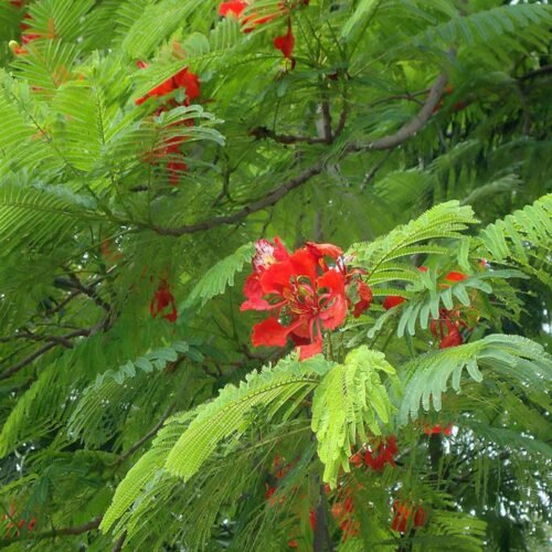 SelfLine: Gulmohar Orange-Red Petals Street Tree Garden Plant - Adding Vibrancy to Urban Landscapes - Image 2