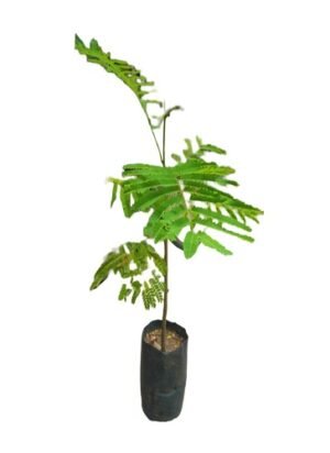SelfLine: Gulmohar Orange-Red Petals Street Tree Garden Plant - Adding Vibrancy to Urban Landscapes