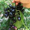 SelfLine | Black Plum | Jamun Fruit Seeds - Image 5