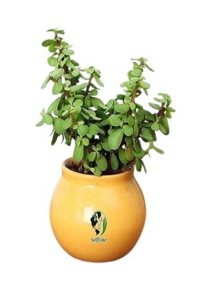 SelfLine: Good Luck Jade - Natural Air Purifier and Live Plant for Prosperity"