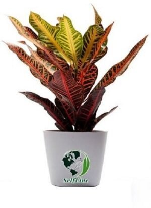 SelfLine: Croton Gold Dust - Vibrant Variegated Live Decorative Plant