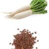 SelfLine: Frosty Freshness Awaits with Our White Radish Seeds - Image 2