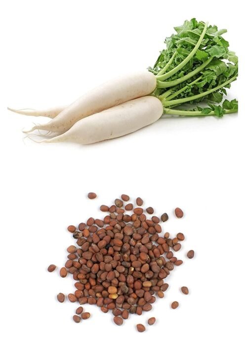 SelfLine: Frosty Freshness Awaits with Our White Radish Seeds - Image 2