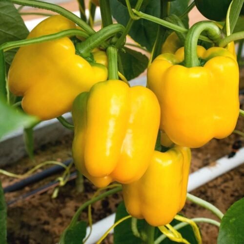 SelfLine | Premium Yellow Capsicum (Shimla Mirch) Seeds - Cultivate Vibrant Flavor at Home - Image 4