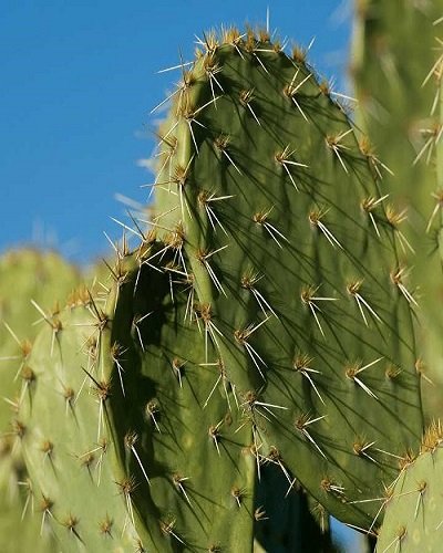 SelfLine Nagfani/Nagphani Charming Cactus: Bring a Touch of Desert Beauty Indoors - Image 6