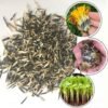 SelfLine's Genda Hybrid Flower Seeds: Blossom Your Summer Garden