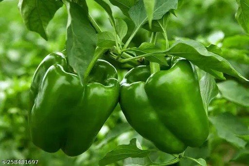 SelfLine: Capsicum Green | Simla Mirch Vegetable Plant - Fresh Harvest for Your Kitchen