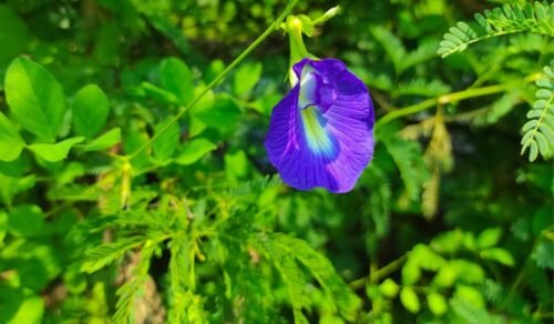 SelfLine: Aparajita Blue | Butterfly Pea Flowering Live Plant - Image 4
