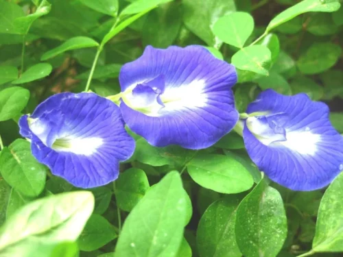 SelfLine: Aparajita Blue | Butterfly Pea Flowering Live Plant - Image 5