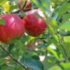 SelfLine | Apple Seeds Plant For Gardening Fruit Seeds Plant - Image 3