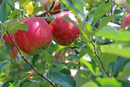 SelfLine | Apple Seeds Plant For Gardening Fruit Seeds Plant - Image 3