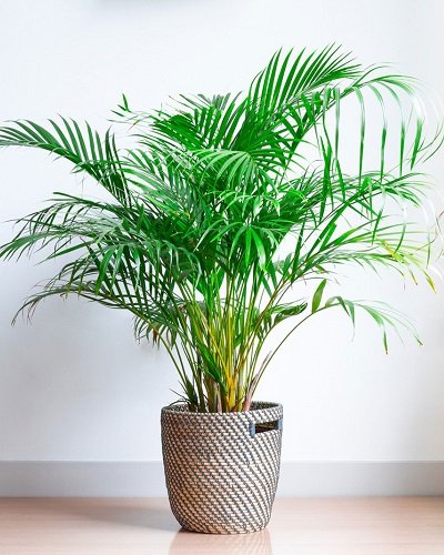 Areca Palm - Natural Air Purifier and Healthy Live Plant