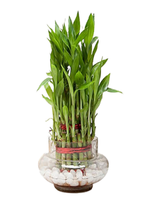 SelfLine: Bamboo Plant | Bambusoideae - Elegant and Natural Indoor Greenery
