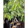 SelfLine: Black Jamun | Kala Jamun Sweet Fruit Plant - Nature's Delectable Bounty - Image 3