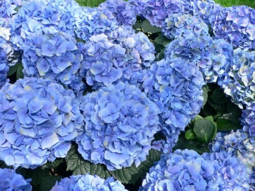 SelfLine: Hydrangea Macrophylla | Blue Pantas Live Plant - Stunning Blooms for Your Home - Image 2