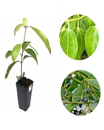Dalchini Plant | True cinnamon Tree | Cinnamon Bark Live Plant