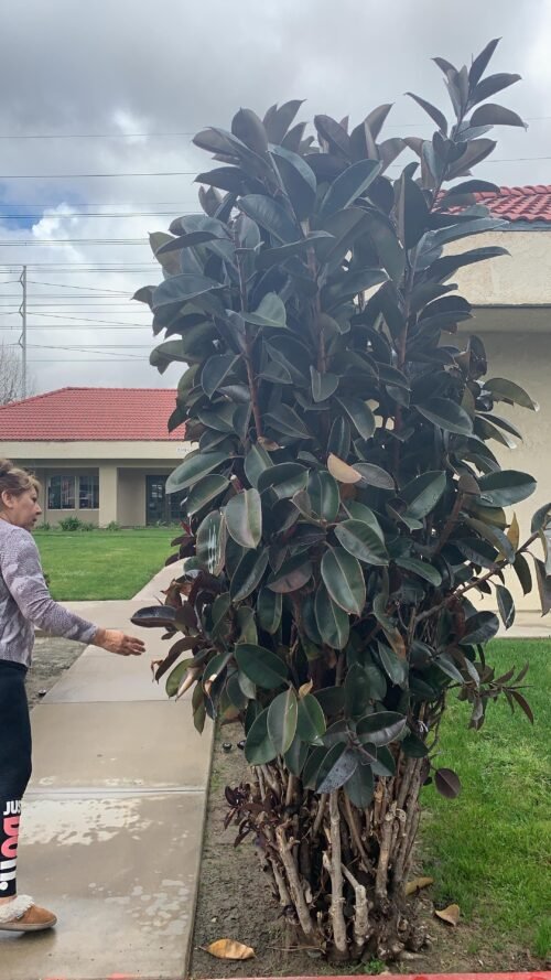 SelfLine: Ficus Elastica - Majestic Rubber Plant for Indoor Elegance - Image 4